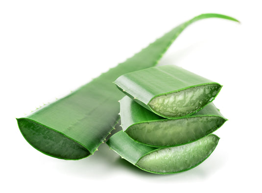 tuna plant and aloe vera ALOE VERA
